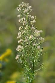 Attēlu rezultāti vaicājumam “Erigeron canadensis”