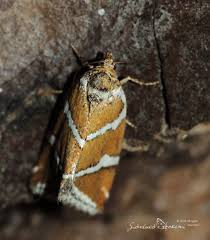 Attēlu rezultāti vaicājumam “Deltote bankiana”