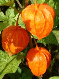 Attēlu rezultāti vaicājumam “Physalis alkekengi”
