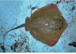 Image result for Dasyatis chrysonota