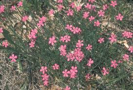 Attēlu rezultāti vaicājumam “Dianthus deltoides flower”