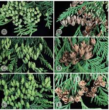 Attēlu rezultāti vaicājumam “Thuja occidentalis leaf”