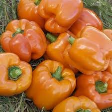 Afbeeldingsresultaat voor orange sun sweet pepper