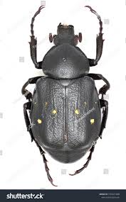 Attēlu rezultāti vaicājumam “Gnorimus variabilis”