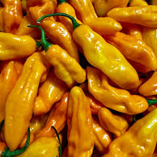 Afbeeldingsresultaat voor mme jeanette hot pepper