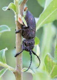 Attēlu rezultāti vaicājumam “Lamia textor”