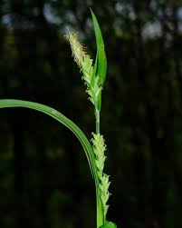 Attēlu rezultāti vaicājumam “Carex sylvatica fruit”