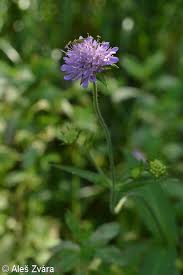 Image result for Knautia dipsacifolia