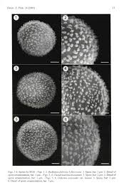 Attēlu rezultāti vaicājumam “Diderma chondrioderma spores”