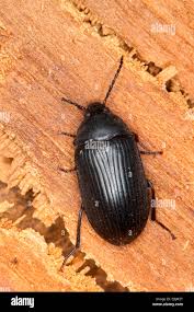 Attēlu rezultāti vaicājumam “Prionychus ater”