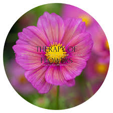 Image result for Cosmos bipinnatus