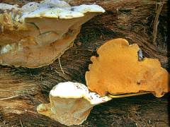 Attēlu rezultāti vaicājumam “Hapalopilus croceus”