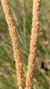 Attēlu rezultāti vaicājumam “Phleum phleoides”