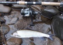 Image result for Annbank Angling Club