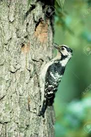 Attēlu rezultāti vaicājumam “Dendrocopos minor”