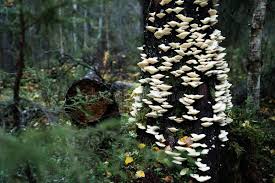 Attēlu rezultāti vaicājumam “Climacocystis borealis”