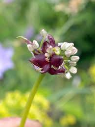 Attēlu rezultāti vaicājumam “Allium scorodoprasum flower”