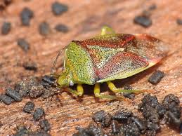 Attēlu rezultāti vaicājumam “Elasmostethus interstinctus imago”