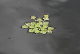 Attēlu rezultāti vaicājumam “Trapaceae”