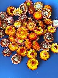 Image result for Helichrysum lindleyii