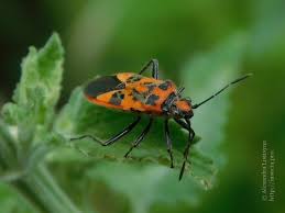 Attēlu rezultāti vaicājumam “Corizus hyoscyami imago”