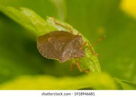 Attēlu rezultāti vaicājumam “Palomena prasina”