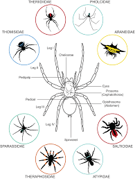 Image result for spider