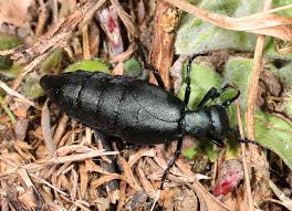 Attēlu rezultāti vaicājumam “Meloe sp.”