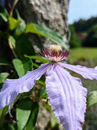 Attēlu rezultāti vaicājumam “Clematis flower”