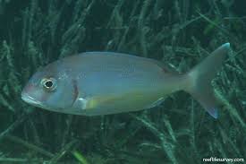 Image result for Pagrus