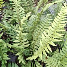 Attēlu rezultāti vaicājumam “Polystichum aculeatum”