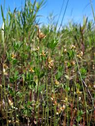 Attēlu rezultāti vaicājumam “Juncus capitatus”