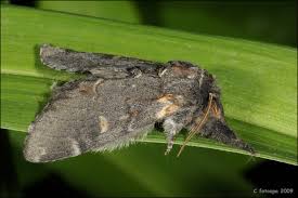 Attēlu rezultāti vaicājumam “Notodonta dromedarius”