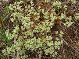 Attēlu rezultāti vaicājumam “Scleranthus perennis flower”