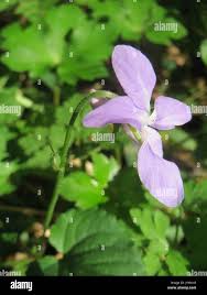 Attēlu rezultāti vaicājumam “Viola reichenbachiana leaf”