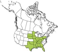 Image result for Alosa chrysochloris