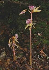Attēlu rezultāti vaicājumam “Epipogium aphyllum flower”