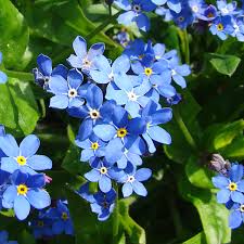 Image result for Vergissmeinnicht