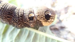 Attēlu rezultāti vaicājumam “Deilephila elpenor larva”