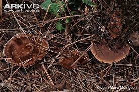 Attēlu rezultāti vaicājumam “Hydnellum ferrugineum”