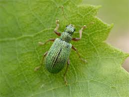 Attēlu rezultāti vaicājumam “Polydrusus mollis”