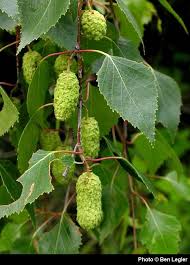Attēlu rezultāti vaicājumam “Betula papyrifera”