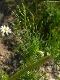 Attēlu rezultāti vaicājumam “Tripleurospermum inodorum flower”