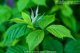 Attēlu rezultāti vaicājumam “Rubus idaeus leaf”