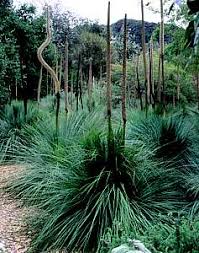 Attēlu rezultāti vaicājumam “Xanthorrhoeaceae”