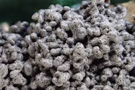 Attēlu rezultāti vaicājumam “Physarum bryomacrocarpum spores”