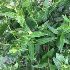 Attēlu rezultāti vaicājumam “Lithospermum officinale leaf”