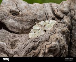 Attēlu rezultāti vaicājumam “Colostygia pectinataria male”
