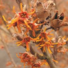 Attēlu rezultāti vaicājumam “Hamamelis vernalis”