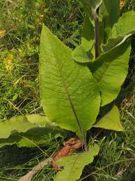 Attēlu rezultāti vaicājumam “Inula helenium leaf”